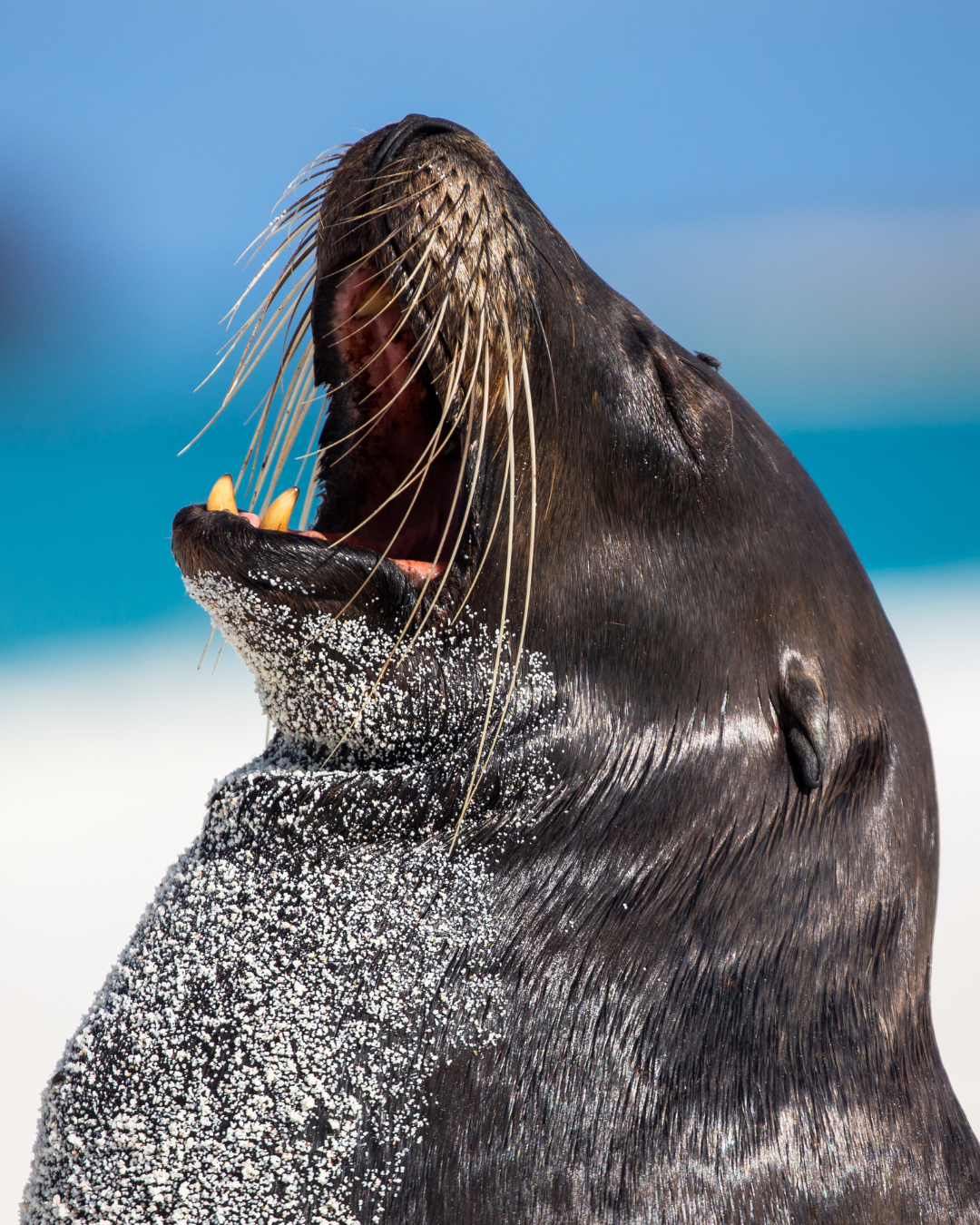 Lea Racca Conférence 4 mondes